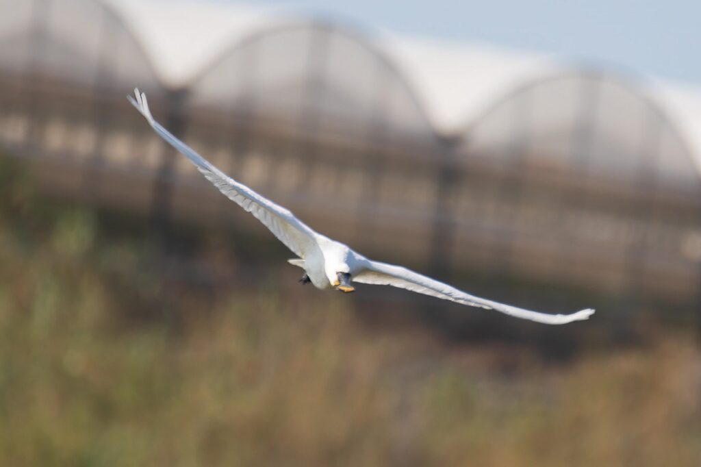 Una spatola in volo