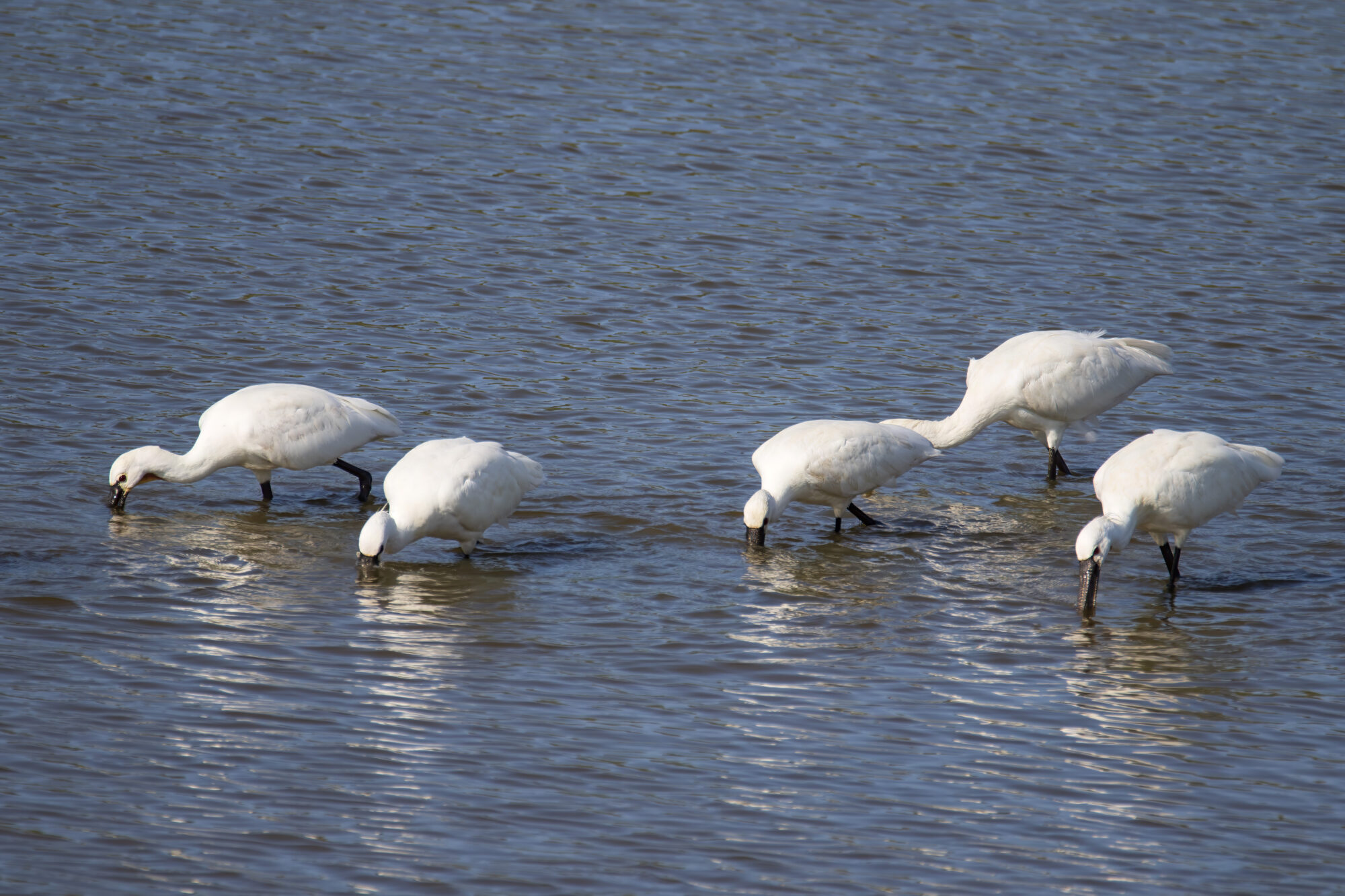 Spatole bianche in cerca di cibo al al lago Biviere di Gela a Luglio 2025