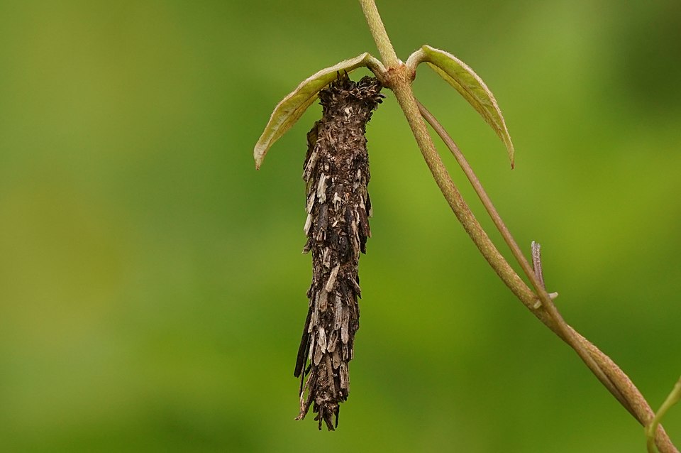 Il classico astuccio o sacco delle Psychidae
