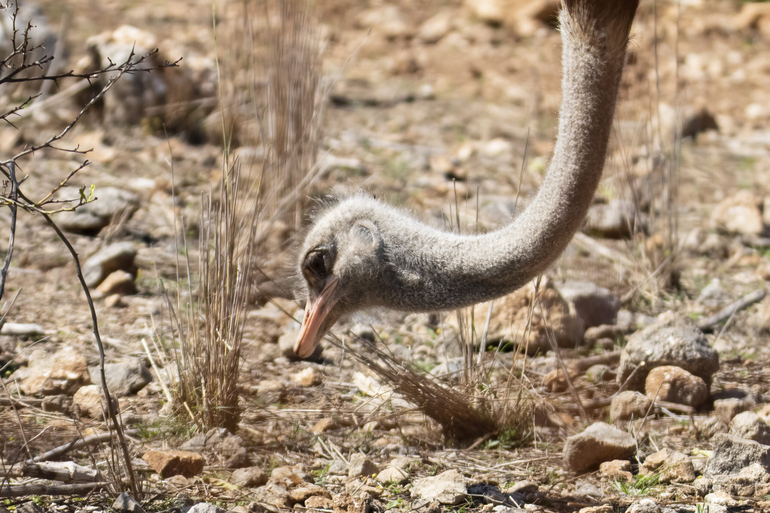 Parco faunistico Ibleo