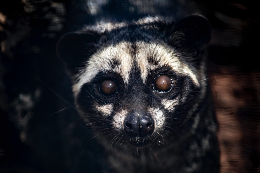 Lo sguardo illuminato da un raggio di sole dello zibetto al parco faunistico Ibleo