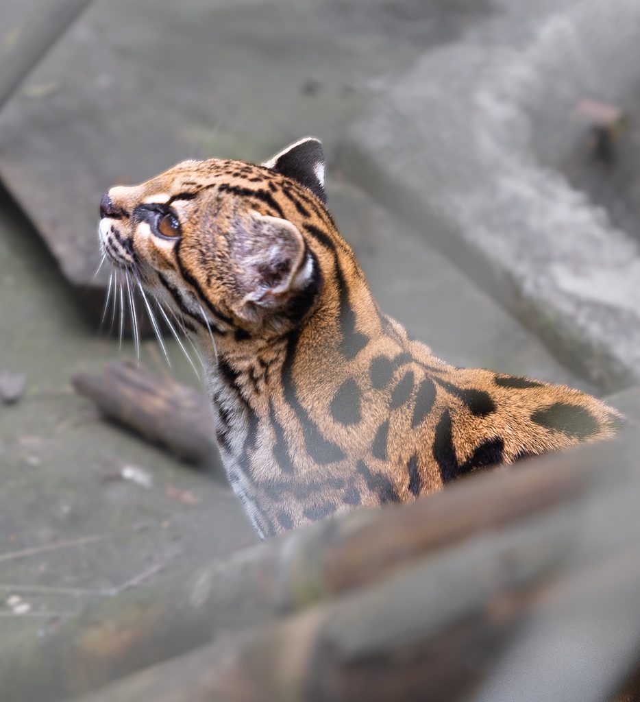 Profilo di Leopardus tilcayo