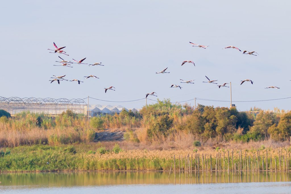 Fenicotteri in volo sul biviere di Gela per l'eurobirdwatch 2026