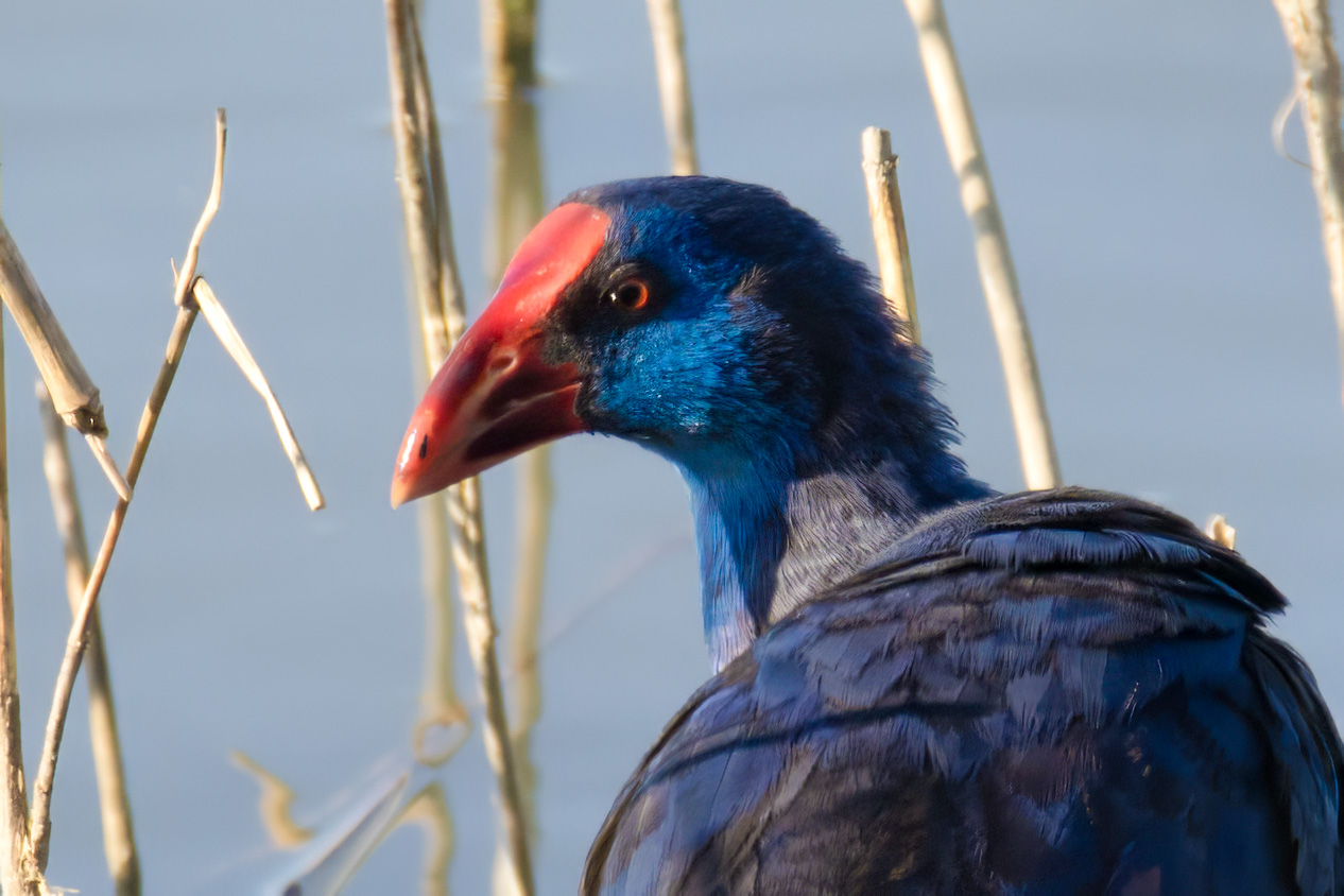 L’Eurobirdwatch al Biviere di Gela e in Sicilia: storia, numeri e ali sul Mediterraneo